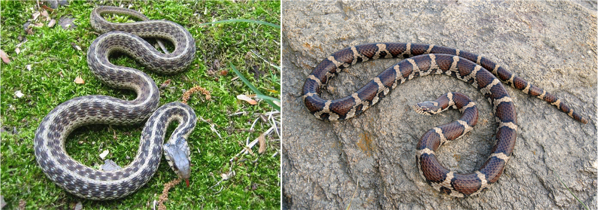 garter and milk snakes