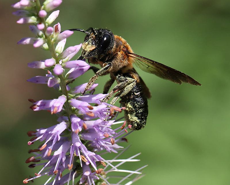 Giant resin bee.