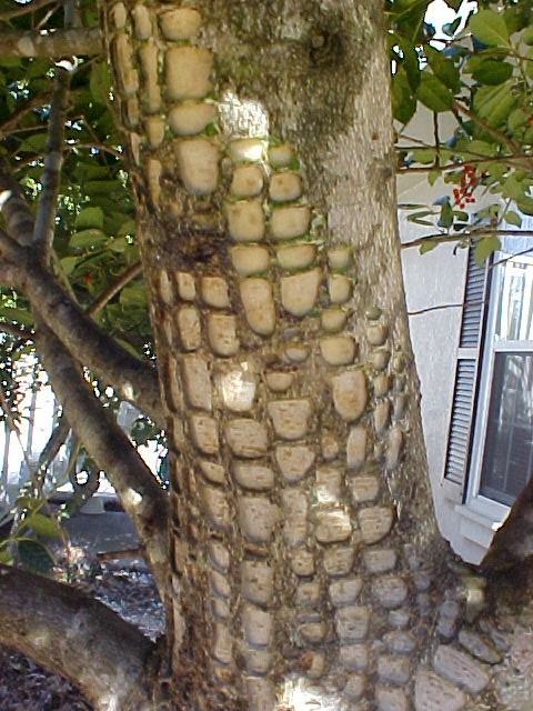European hornet damage holly