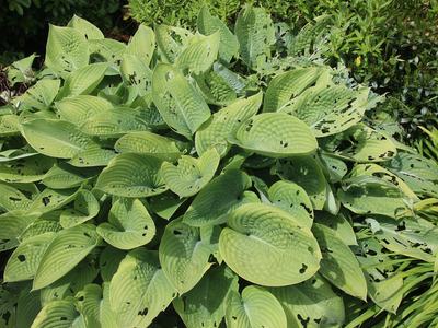 Green hosta leaves with numerous insect-chewed holes and ragged edges