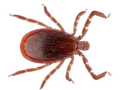 An image of a reddish-brown tick, the deer or blacklegged tick, on a white background