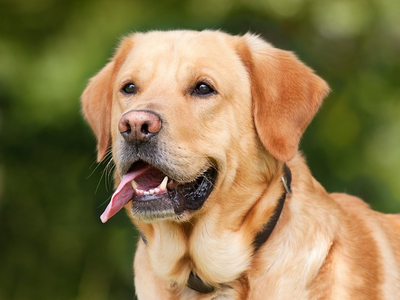 yellow labrador retriever dog
