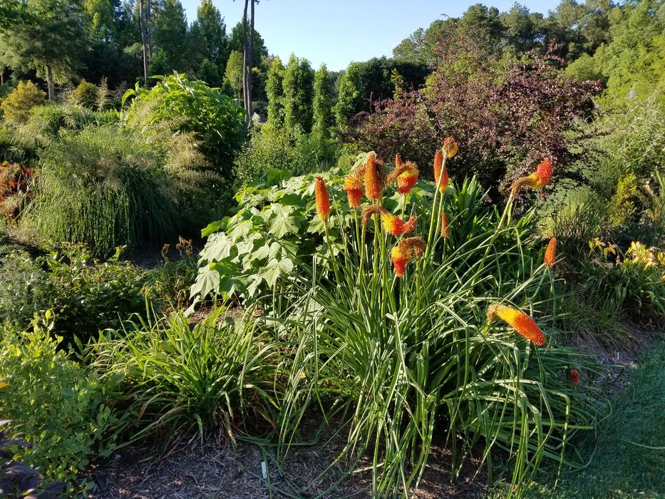 flowers of Kniphofia