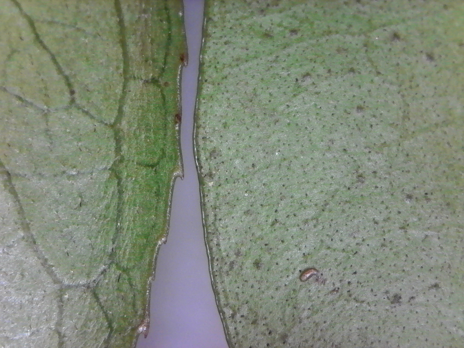 Comparison of two leaf edges.