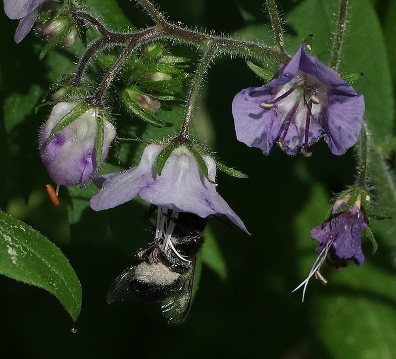Orchard mason bee on fernleaf phacelia.