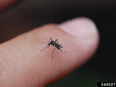 mosquito on a man's finger