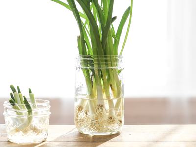 Green onions with roots regrowing in two glass jars of water on a wooden table