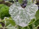 Heart-shaped green leaf covered in white powdery fungus (powdery mildew)