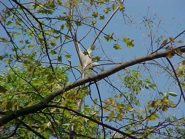 Eastern Tent Caterpillar Nest in a tree