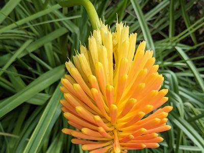 Kniphofia 'Lola'