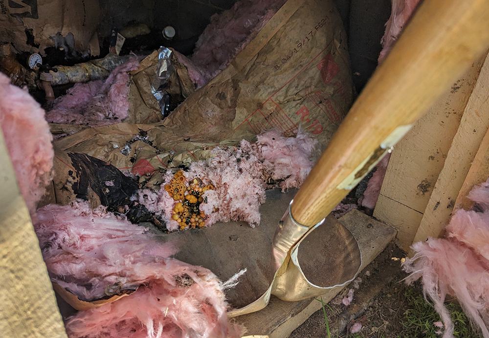 Jennifer gently removes the nest.