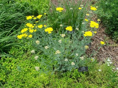 yarrow