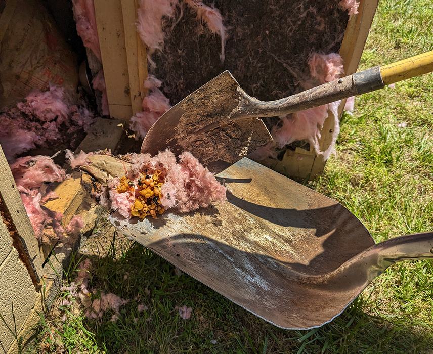 Jennifer gently removes the nest.