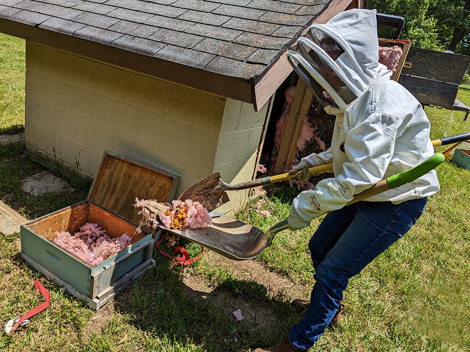 Jennifer transfers the nest to a hive box. 