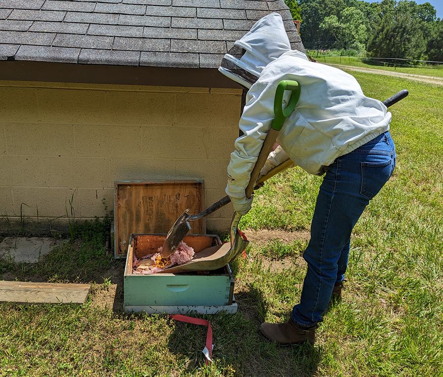 Jennifer transfers the nest to a hive box. 