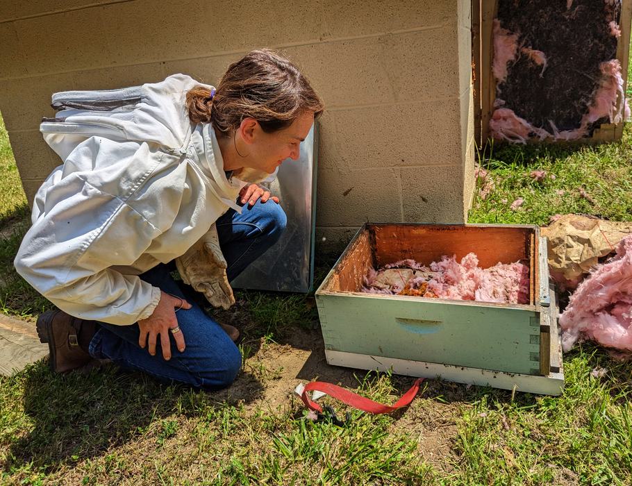 Jennifer watches to see if bees left in the well house are finding their way into the nest. 