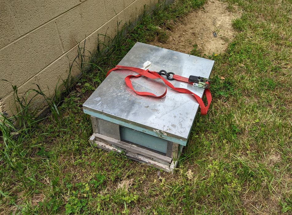 We inspected the nest the next day to make sure it was still active and the bees had resumed normal duties. 