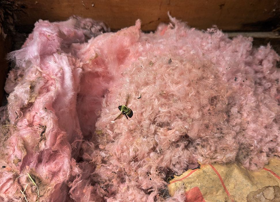 The first thing we noticed when we opened up the hive box was that the bees had covered the nest with insulation.