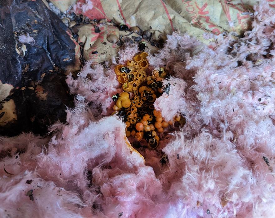 The bumble bees made their nest in insulation. 