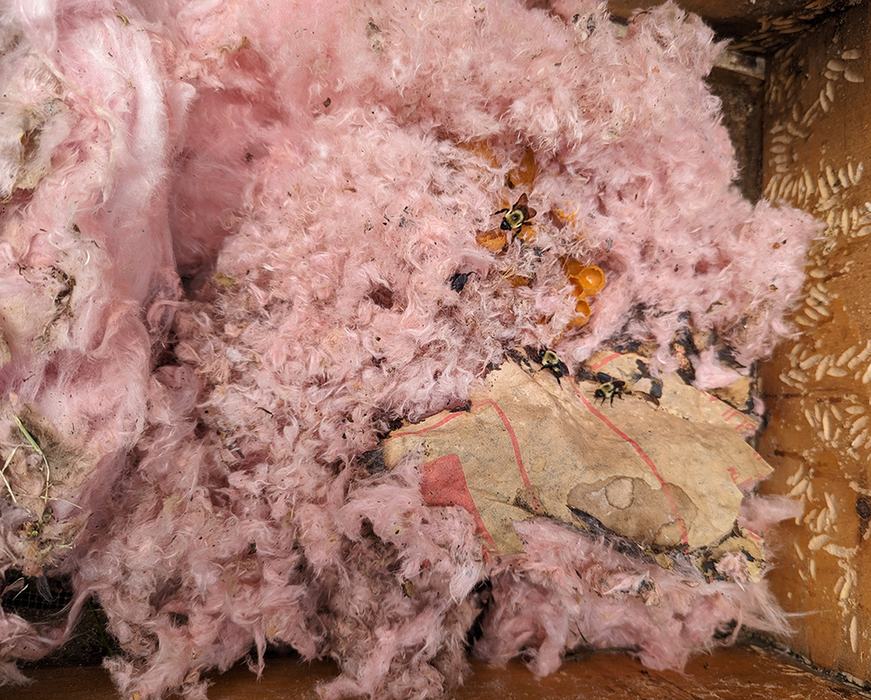The first thing we noticed when we opened up the hive box was that the bees had covered the nest with insulation.
