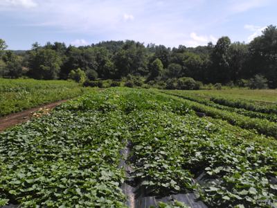 field of certified organic cucurbits