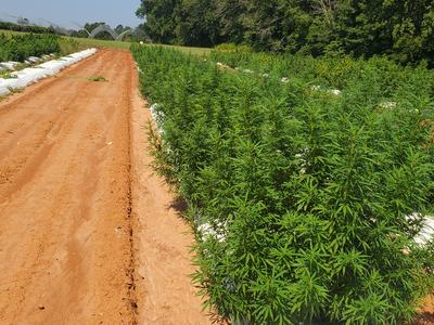 Rows of hemp plants on white plastic mulch beside a red dirt track