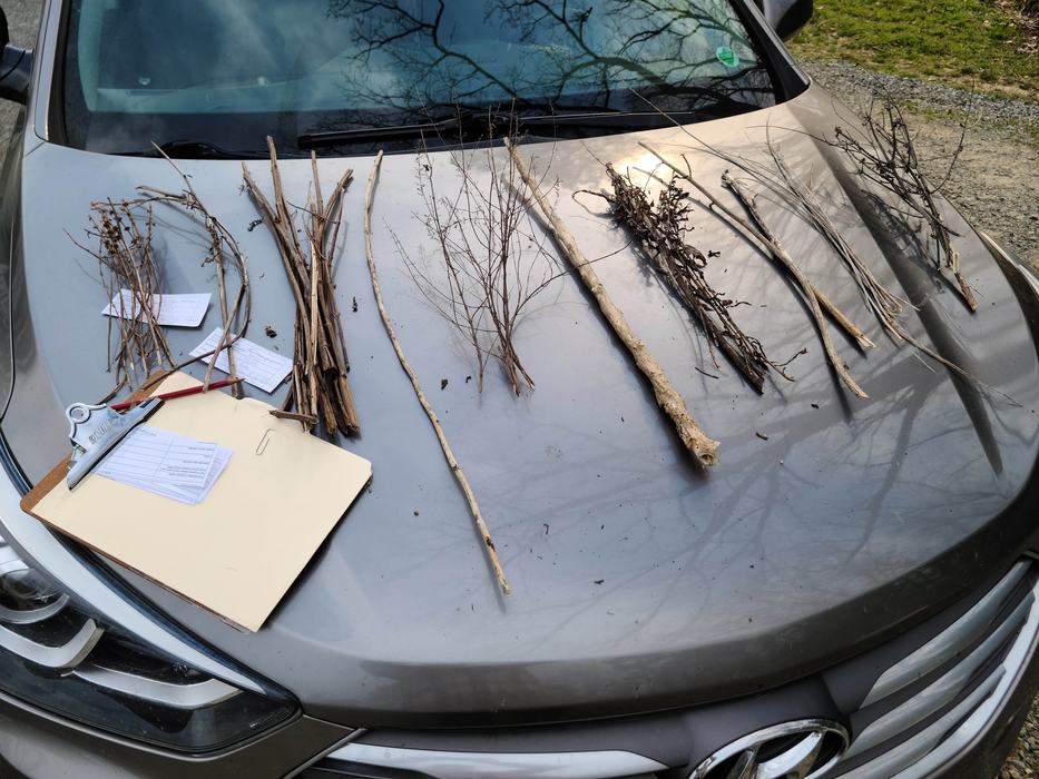 Sticks for Pollinator Research