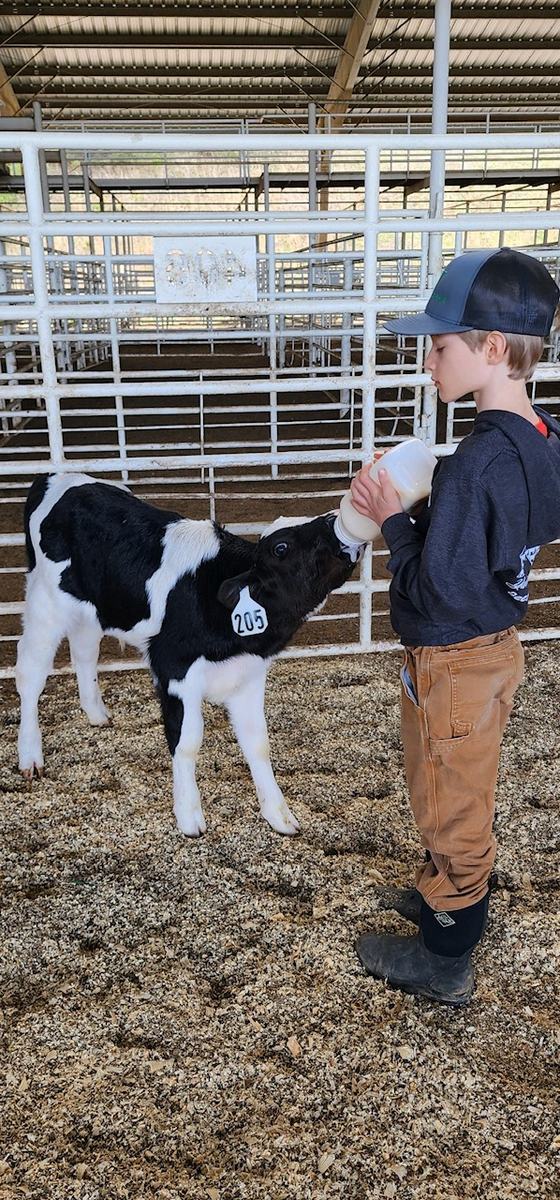 Boy bottle-feeding calf with ear tag 205 inside metal-fenced barn