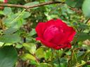 rose picture