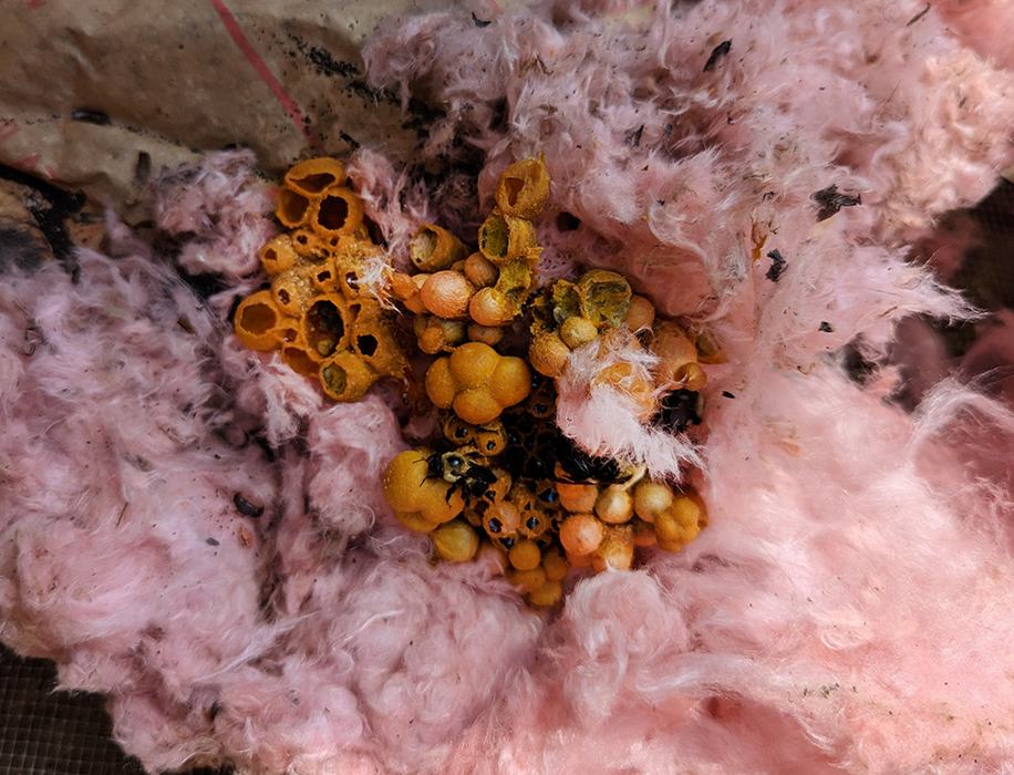 Everything looked good and it looked like the queen and all the workers had found their way into the new nest. 