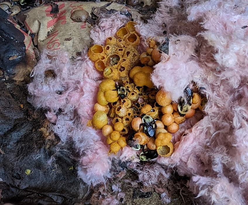 The bumble bees made their nest in insulation. 