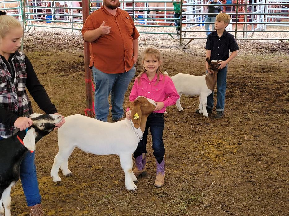 Girl in pink shirt holding a goat with ear tag 5076 in a livestock pen