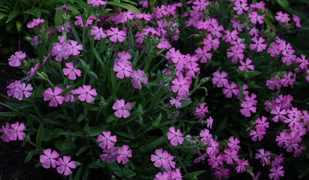 Early Spring 2023 Snapshots From Extension’s Pollinator Paradise Garden ...