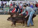 Youth swine show