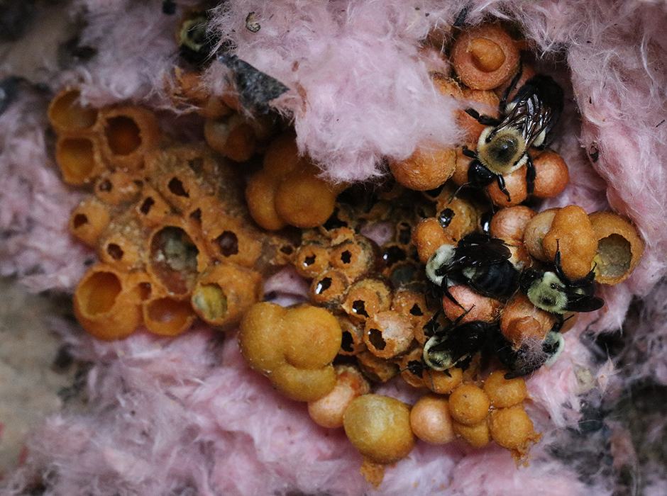 Close up of bumble bee nest. 