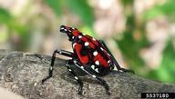 spotted lantern fly