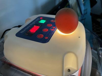 Egg candled on incubator labeled "Nurture Right 360" with light beneath
