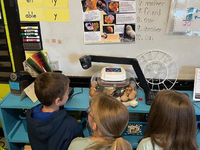 Three children watching eggs and newly hatched chicks in an incubator on a classroom shelf