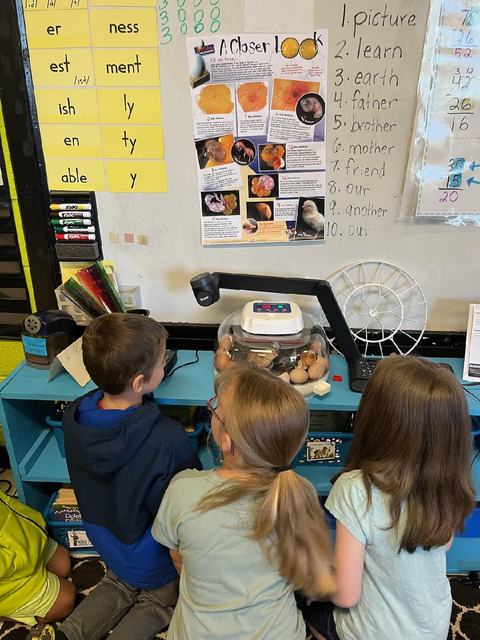 Three children watching eggs and newly hatched chicks in an incubator on a classroom shelf