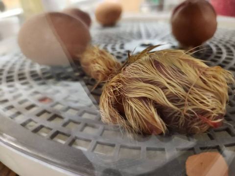 Wet newly hatched chick lying on incubator tray beside unhatched eggs