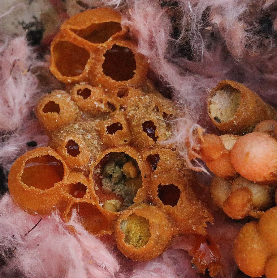 Close up of bumble bee nest. 