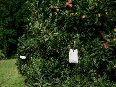 image of an insect trap in an apple orchard