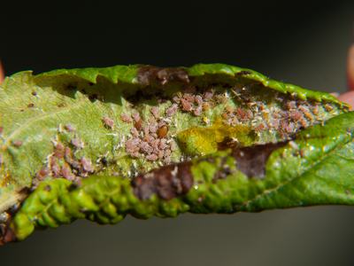 Rosy apple aphids in apple leaf