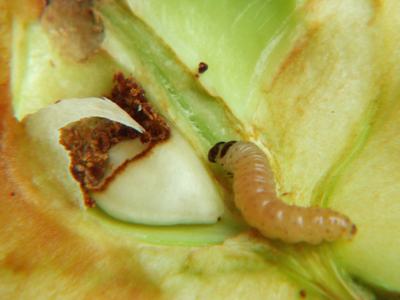 Codling moth larva
