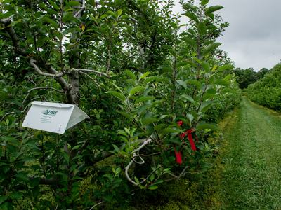 Insect trap in apple orchard