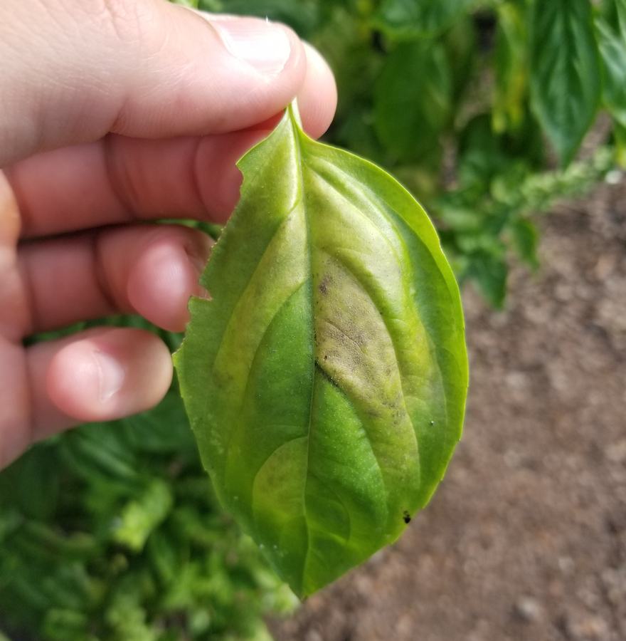 Basil downy mildew on basil.