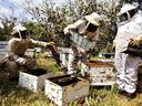 Three beekeepers in protective suits inspecting wooden beehive frames, bees flying.