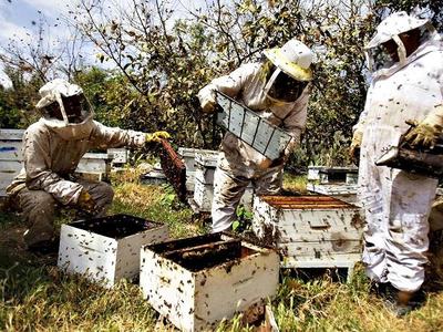 Three beekeepers in protective suits inspecting wooden beehive frames, bees flying.