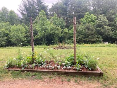 Raised garden bed with young plants and two wooden posts supporting circular vine frame