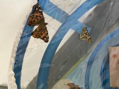 Two Painted Lady butterflies and chrysalises inside a blue mesh enclosure